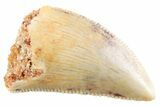 Serrated Raptor Tooth - Real Dinosaur Tooth #364817-1